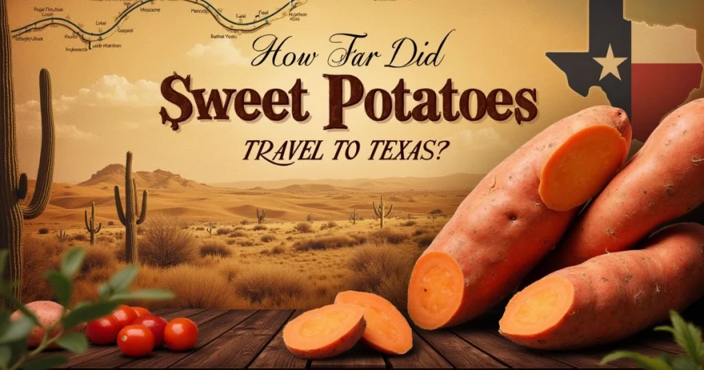 A realistic image of sweet potatoes, a vintage travel map, and Texan elements, with the title "How Far Did Sweet Potatoes Travel to Texas? 5 Amazing Insights" displayed centrally.